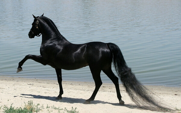 Sonhar com cavalo preto