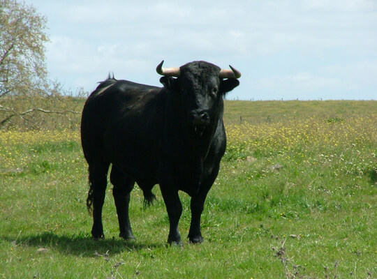 Nằm mơ thấy con bò đen