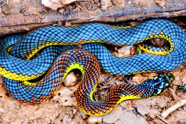 Nằm mơ thấy rắn nhiều màu: ý nghĩa gì? Nhìn đây!