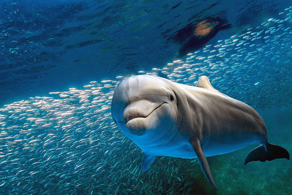 Sonhar com golfinho: é boa ou má sorte? Veja aqui os significados.