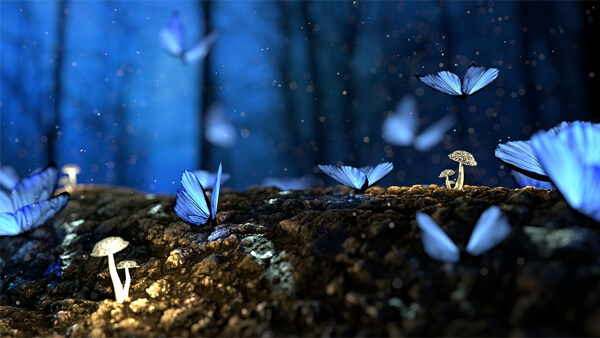 sonhar com borboletas