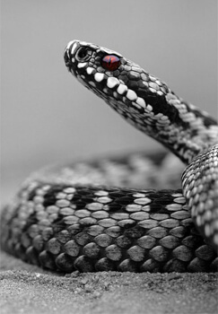 mơ về con rắn trắng và đen