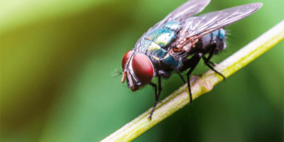 Sonhou com mosca? Veja o significado aqui!