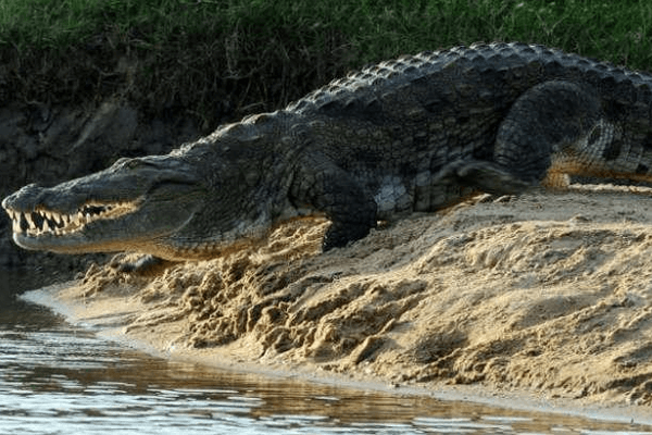 Sonhar com Crocodilo: o que significa?