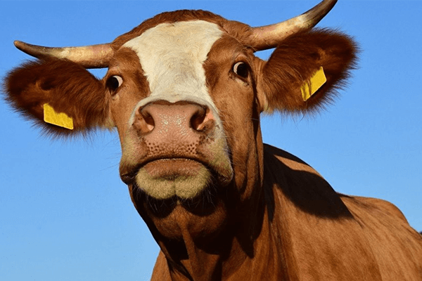 Sonhar com vaca brava: quais são os significados?