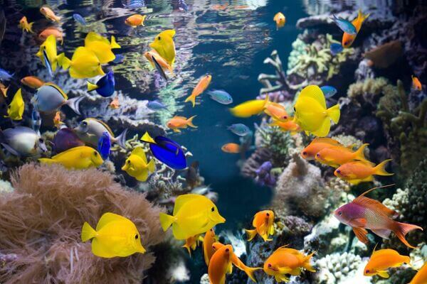 Sonhar com peixe colorido