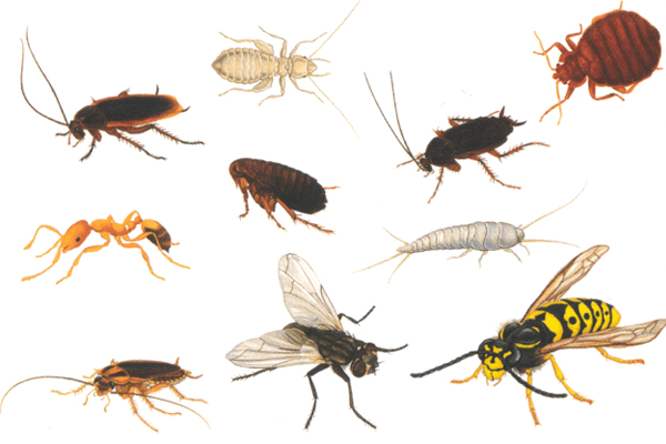 Sonhar com insetos: o que isso significa?