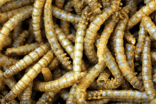 Sonhar com vermes: quais são os significados?