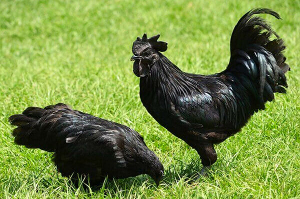 Sonhar com galinha preta