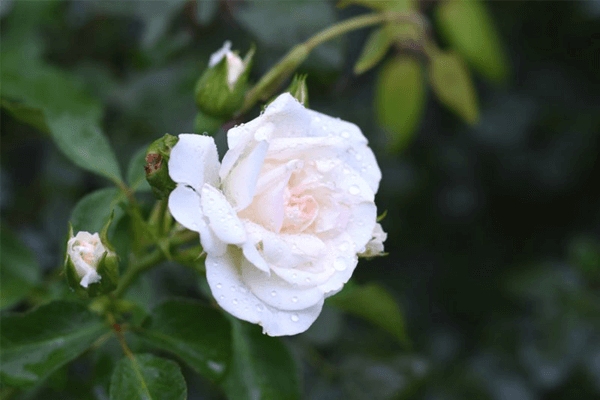 Nằm mơ thấy hoa hồng trắng: có ý nghĩa gì? xem thêm