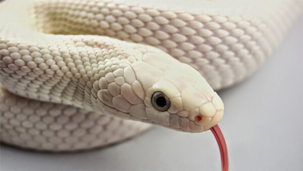 mơ về con rắn trắng