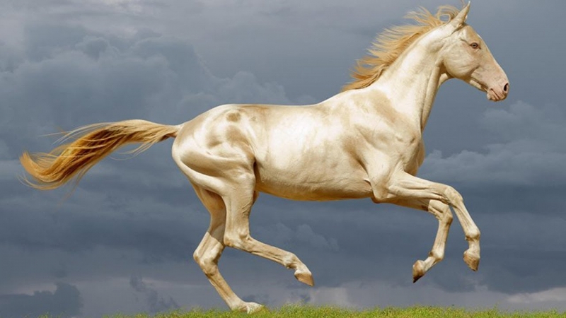 Mơ thấy ngựa