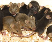 Giấc mơ thấy nhiều chuột là điềm báo gì? Lành hay dữ