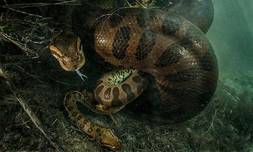 rắn anaconda