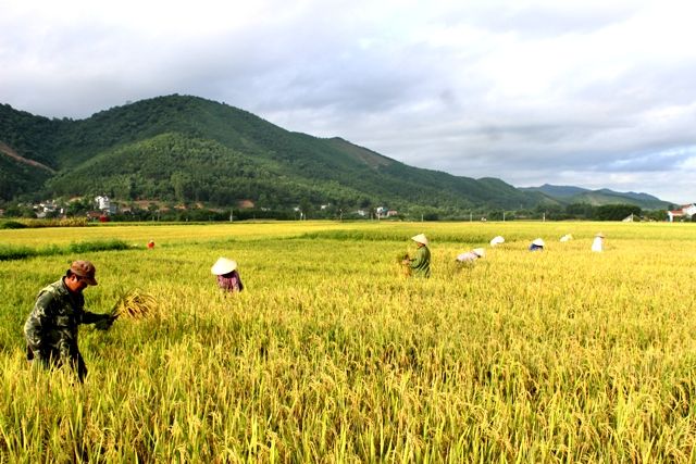 nằm mơ thấy lúa