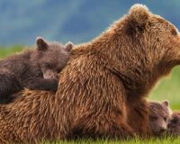 Ngủ mơ thấy con gấu số mấy? – Giải mã giấc mơ thấy con gấu