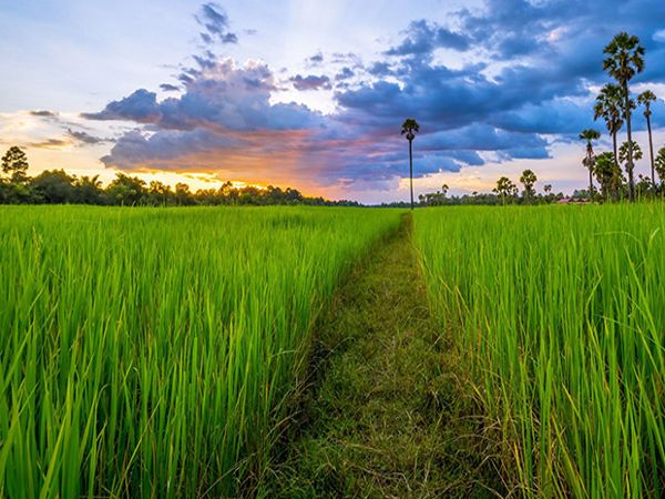 nằm mơ thấy cánh đồng lúa