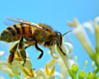 Nằm mơ thấy ong đánh con gì? Đây là điềm báo lành hay dữ?