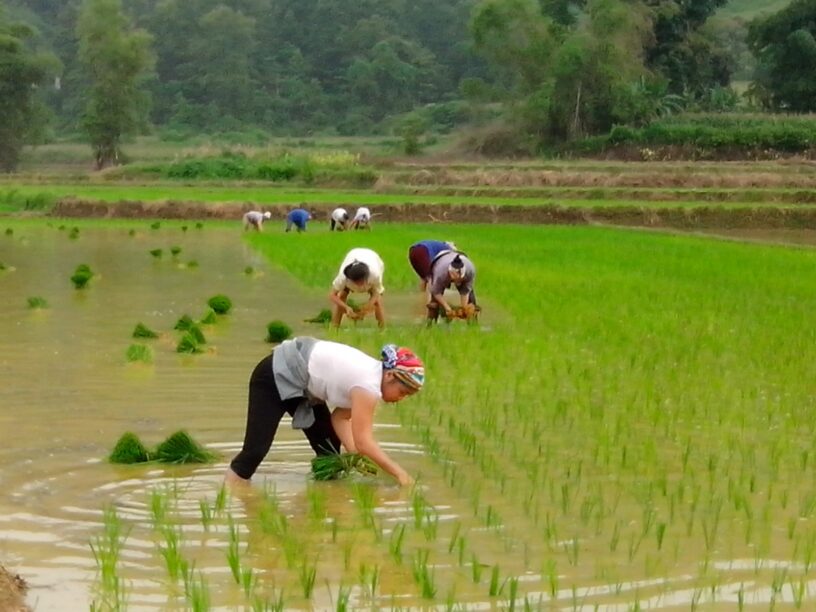 nằm mơ thấy đi cấy