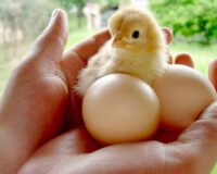 Ý nghĩa giấc mơ thấy trứng vịt? – Nằm mơ trứng vịt đánh con gì?