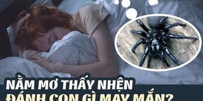 Mơ thấy nhện đánh con gì?