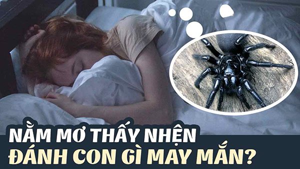 Mơ thấy nhện đánh con gì?
