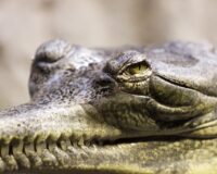 Nằm mơ thấy cá sấu là điềm báo gì? Xấu hay tốt