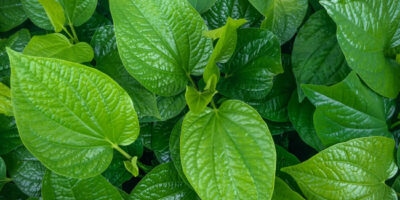 mơ thấy lá trầu không